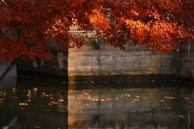 红的黄的绿的！天气这么好，来这些地方看看闵行的秋天吧~