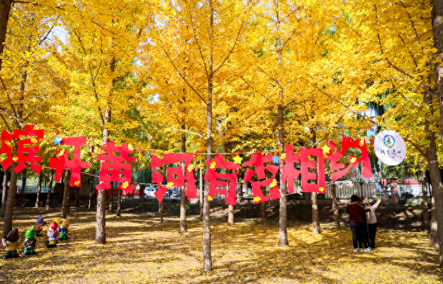 赴一场黄河与银杏的约会！金色银杏林成深秋“顶流”打卡地