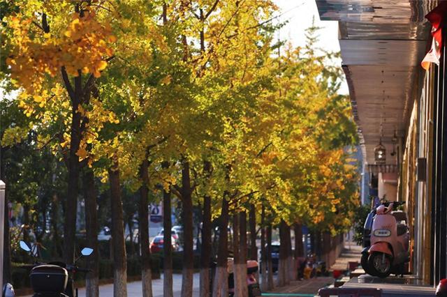 繁花缀巷，彩叶暖冬！沾益的冬日藏着云南生活的浪漫
