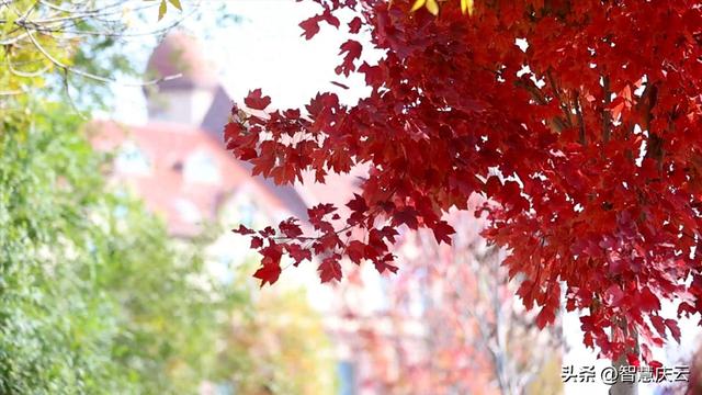 快去拍！秋天把庆云点缀成诗了！