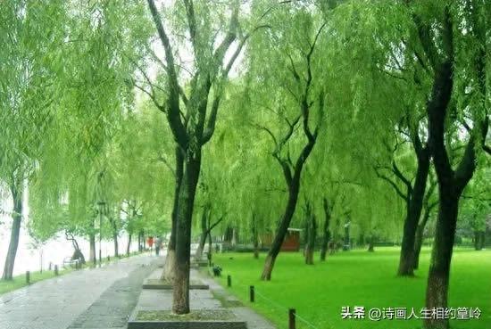 最美景色藏不住，西湖柳影入梦来