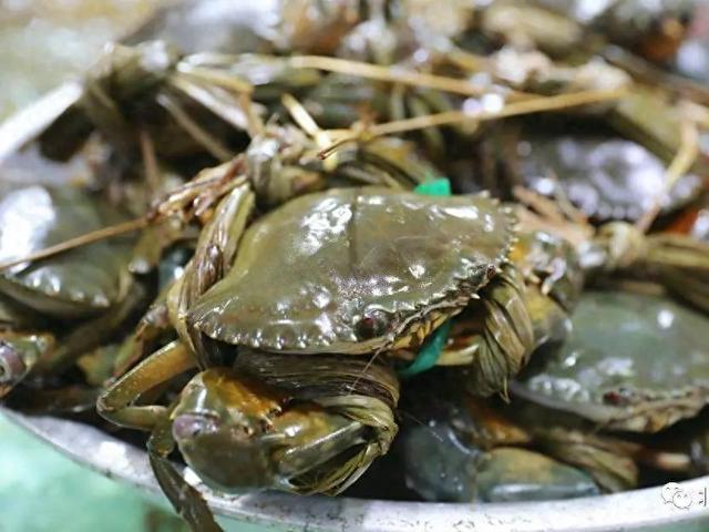 北部湾“18岁的海鲜”回来了！防城港、北海、钦州开海活动超全攻略看这篇→