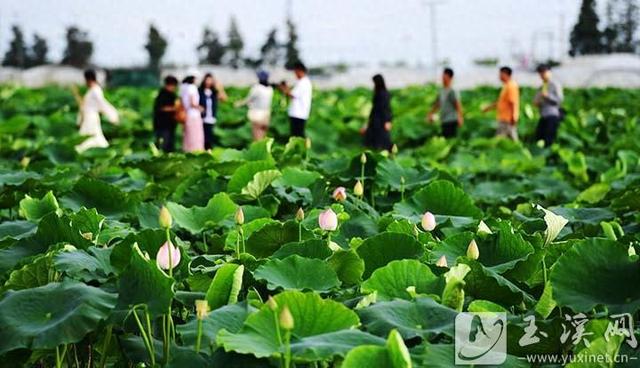 杞麓湖畔荷花开生态农旅添活力
