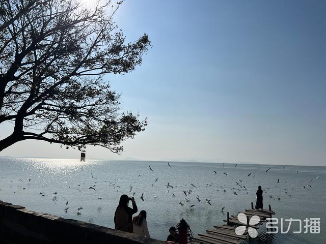 红嘴鸥大部队即将抵达，来苏州太湖观鸟→