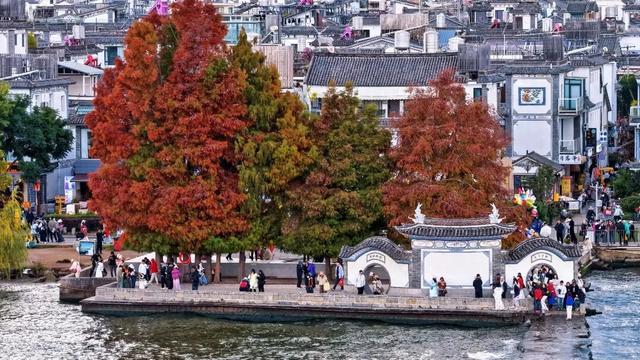 洱海水杉，每天勾我100次