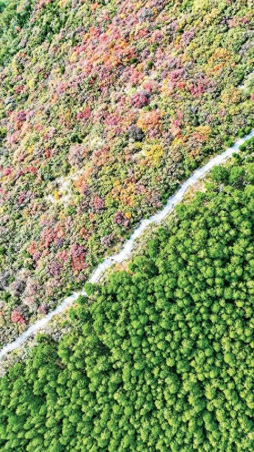 红黄交织美如画 济南赏秋正当时