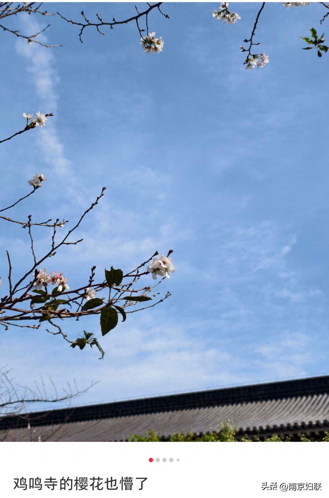 真的！南京鸡鸣寺路樱花开了