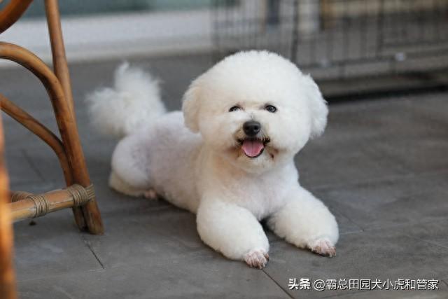 巨型犬的种类（寿命最长的10种狗VS最短的10种狗第一名能活20年）
