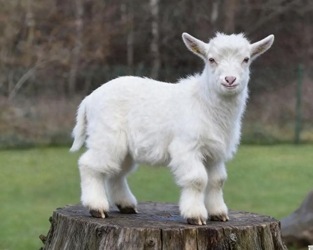 第一名：属羊人，11月27日就在这近两天	，得跟你说个大实话！