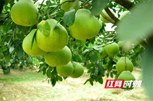 文化永州丨嶷山阿云：柚想你一一江永香柚