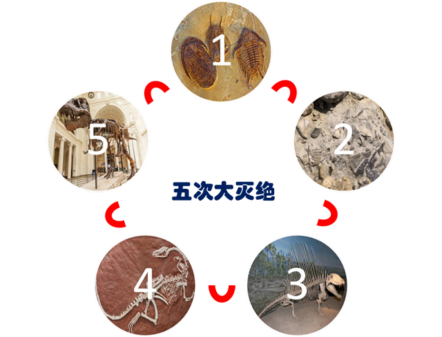 第四次生物大灭绝的灭绝事件具体过程（一文读懂地球历史上五次生物大灭绝的时间规模和原因）