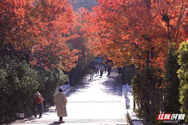 赏冬又有好去处！湖南省植物园彩叶植物进入观赏期