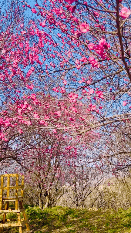 万株兰花盛放，2026赏花季，来了！