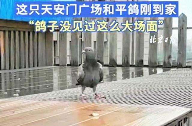 50小时！京西鸽主彻夜守候，真相曝光并非迷路