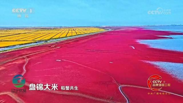 红海滩进入最佳观赏期！亮相央视展魅力，拟评2025“辽宁优品”