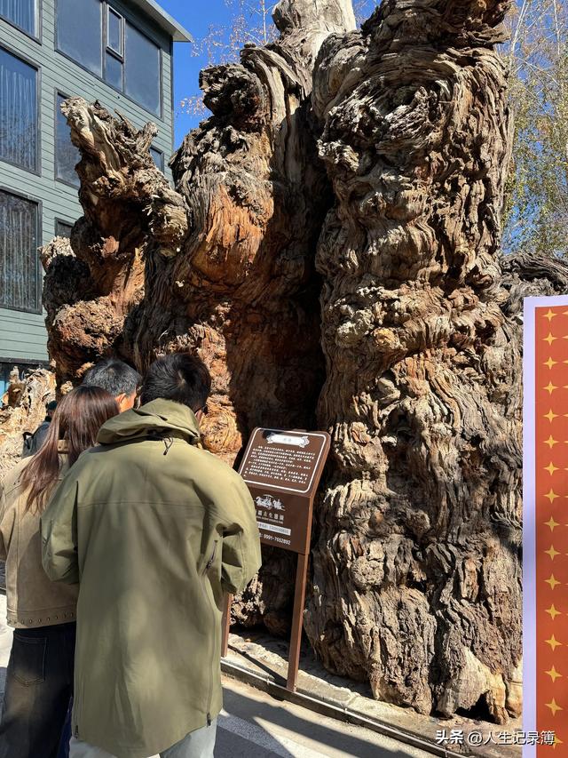 新疆之旅——马的灵性你想象不到（十四）