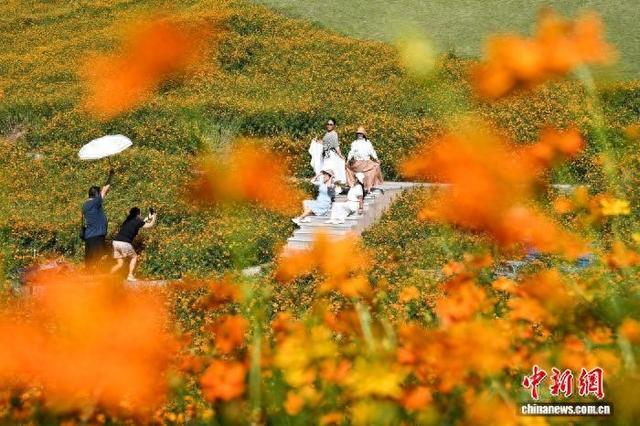重庆：金秋花海引游人