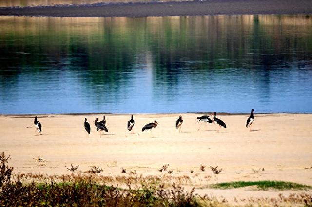 江西永修：鹤舞鄱湖风光好 候鸟小镇迎客来