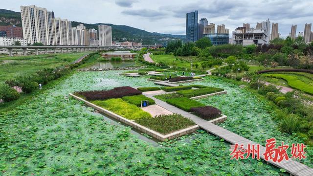 亭亭清荷韵满塘 悠悠碧水凉意浓