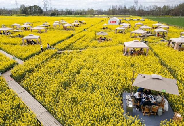 成都崇州美疯了； 万亩油菜花+花田火锅绝了