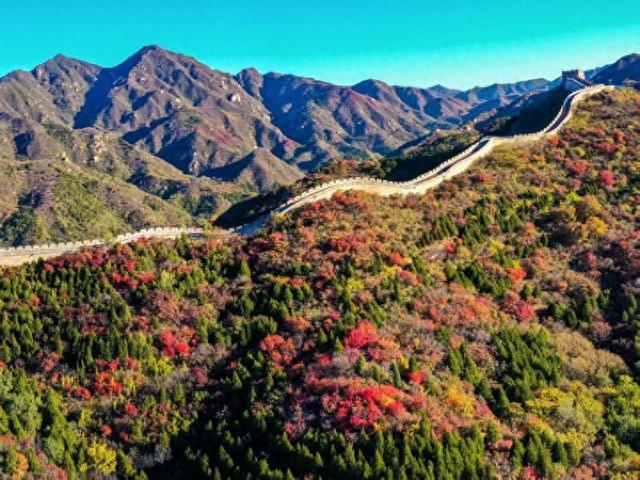 八达岭红叶已红到最佳状态  周六还能听林间音乐会