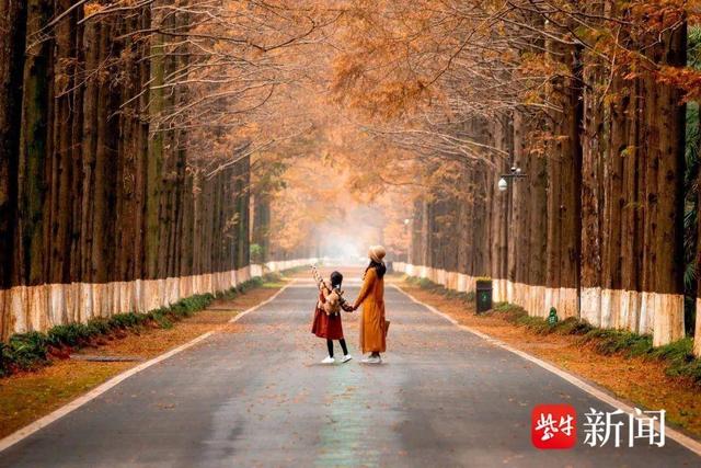 黄海森林：红杉入画来，赏景正当时