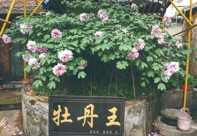 秋踏天门五峰村