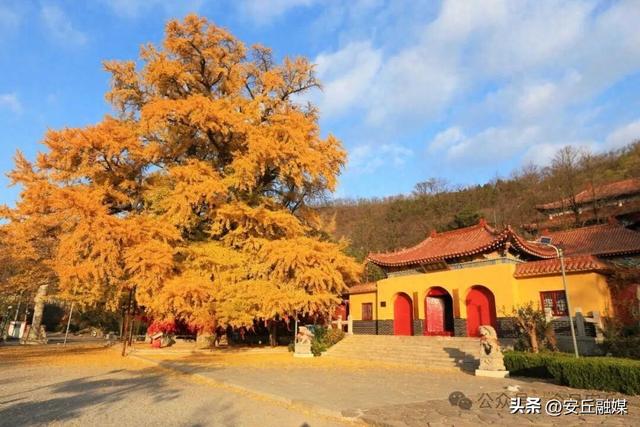 巨美！潍坊安丘这里即将迎来最美观赏期！别错过！