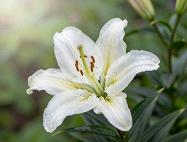 看腻樱花？宜昌千亩百合炸裂盛开，真国色天香！