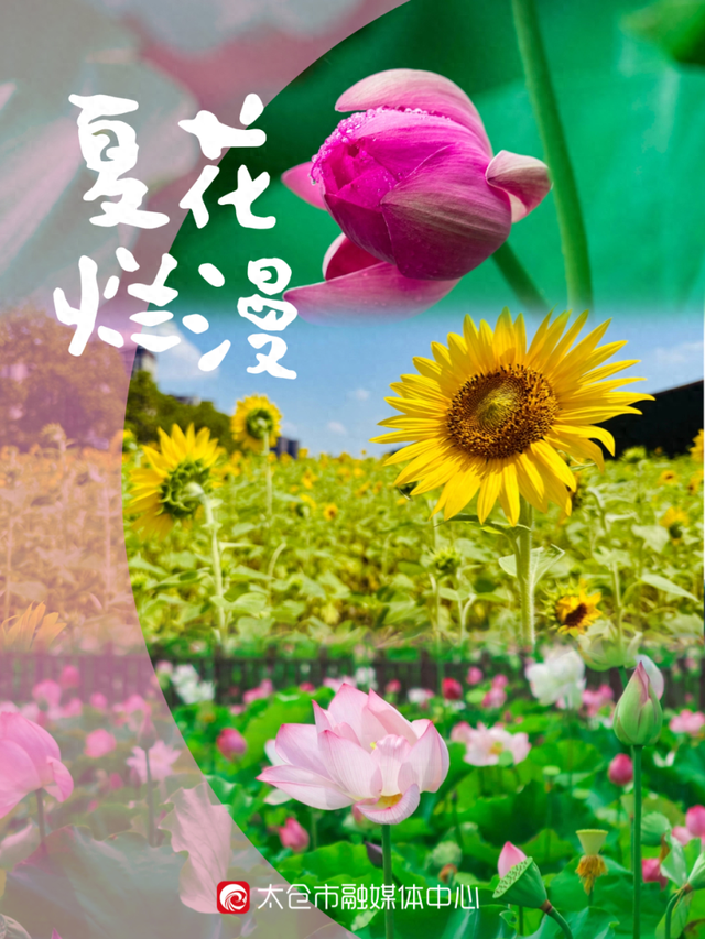 8月，要来一趟太仓吗？