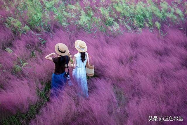 和秋日粉黛草合影，不露脸的照片，也可以很唯美，很浪漫