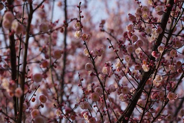 多图｜pong香！绵阳这里的梅花开了