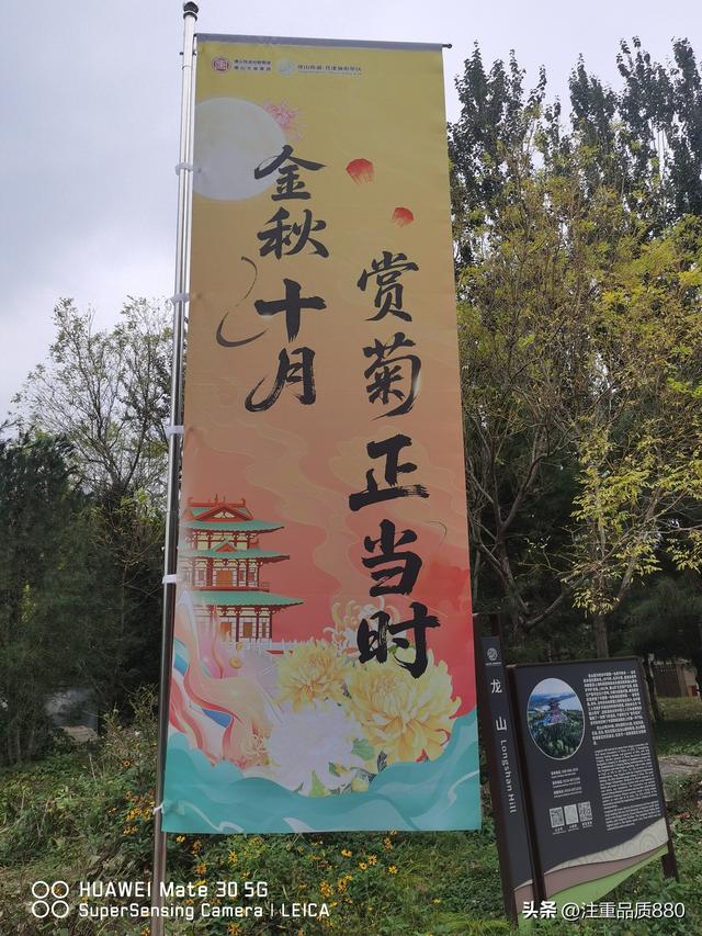 今年唐山南湖菊展从规模到品种在我印象中是多年来的第一次