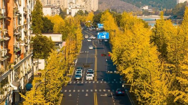临安，一座被银杏腌入味的城市
