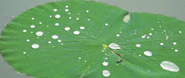 潍坊青州：荷韵满池 花开盛夏
