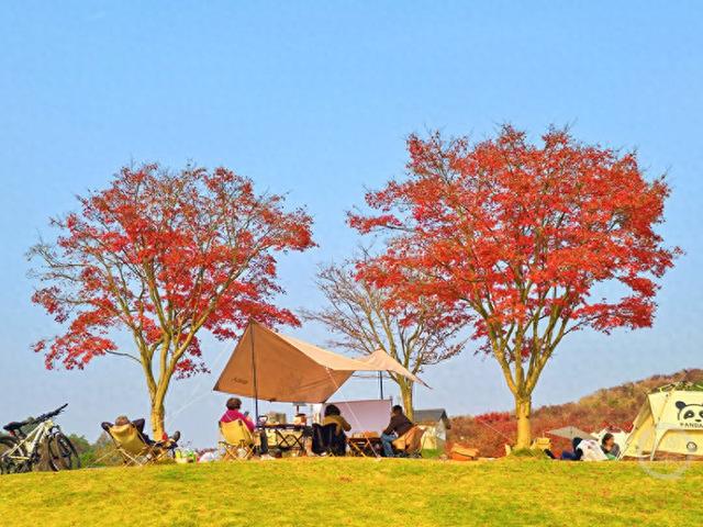 冬日“枫”景线 帐篷下邂逅慢时光