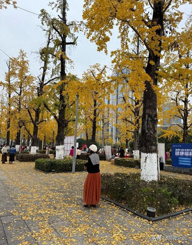 重庆银杏树集体换装，游客蜂拥而至，随手一拍都是大片