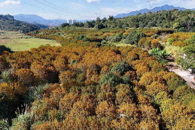 迟来的清香！福州桂花进入最佳观赏期