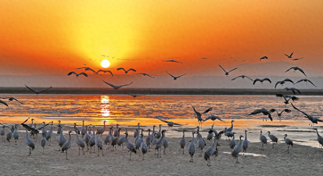 韩城：黄河湿地美如画 越冬候鸟翩跹来