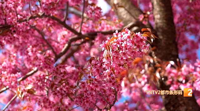​冬日限定美景上线！大观公园庾园冬樱花迎来盛花期
