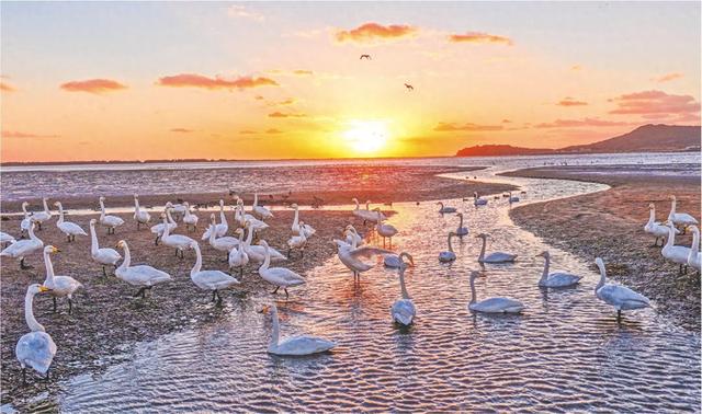 天鹅翩跹映秋色