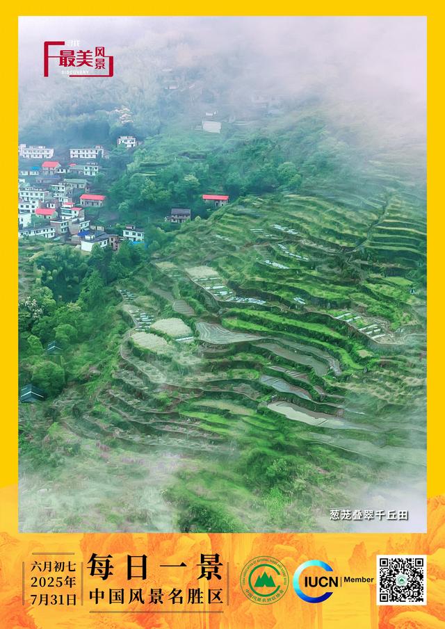 每日一景 | 葱茏叠翠千丘田