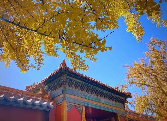 2025北京赏秋秘籍｜避开人潮，独享紫禁城外的金色浪漫