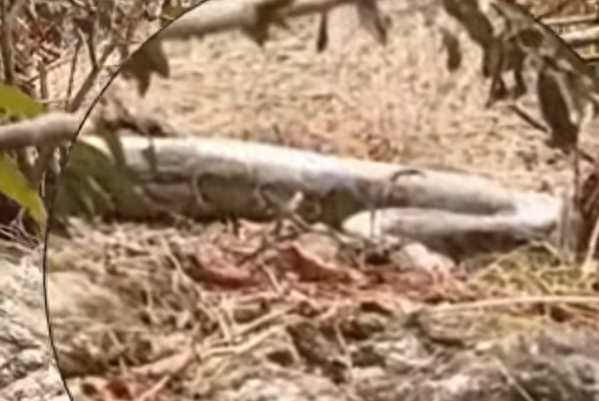 男子上山遇巨蟒晒太阳！男子：这条蛇目测有五六十斤重