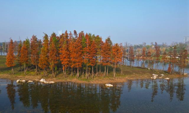 东安湖“水上红杉”迎来一年中最美时刻