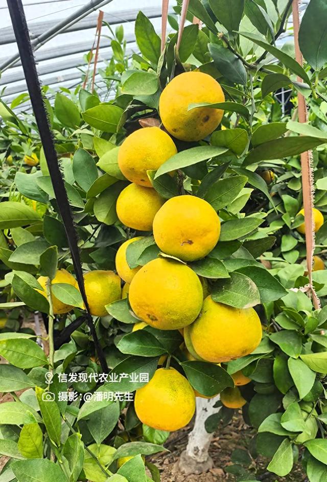 SVG|江北水城向“新”而行，文化“两创”一路生花#海岱文化谱新篇#