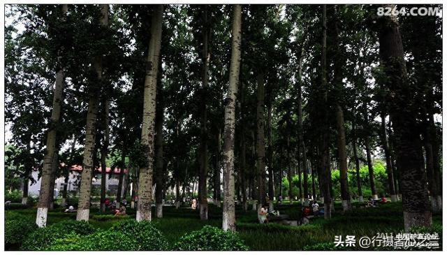 山东行游影记（16）—济南山东大学（三）