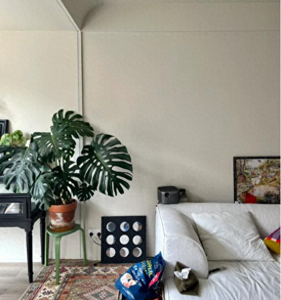 河北一户人家，因“龟背竹客厅”而走红，真壮观，妥妥的视觉盛宴