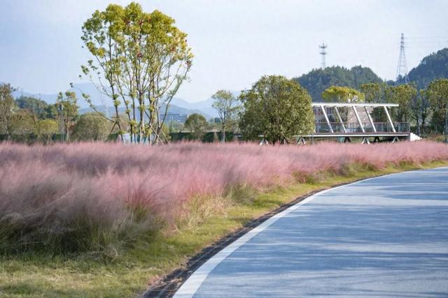 爆款打卡！这里藏着一片粉色云雾海，花期不等人