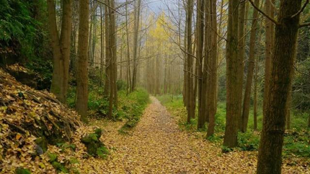 乐山藏着一处 “黄金秘境”？这里的银杏雨，让游客拍到不愿走！